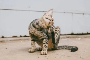 Common Causes of Cat Itchy Skin and What You Can Do