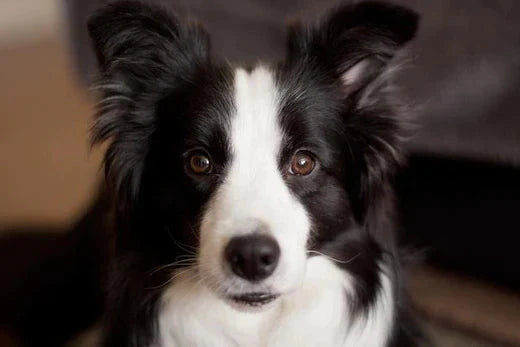 How to Groom a Border Collie?