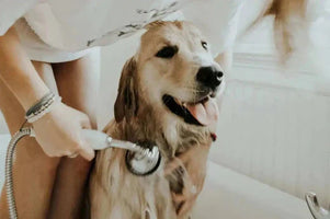 List of Harmful Pet Shampoo Ingredients to avoid