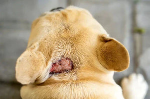 Effective Ways to Treat and Prevent Hot Spots on Dogs