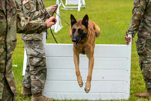 Honoring Memorial Day: K9 Companions in Combat